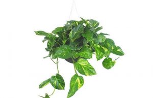 Teléfono (Colgante) – The Home Depot Blog