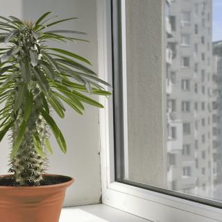 Pachipodium, algo muy verde para tu jardín