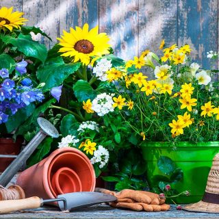 Cómo cuidar las rosas de tu jardín