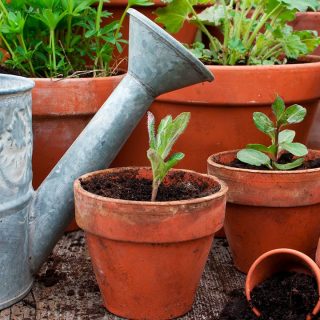 Empieza tu jardín plantando en macetas