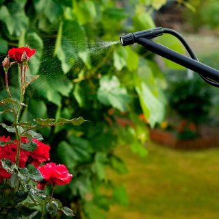 Insecticida, fungicida, herbicida… ¿cómo y cuándo usarlos?