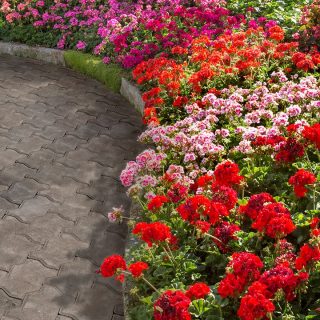 ¿Qué plantas sembrar en época de calor?