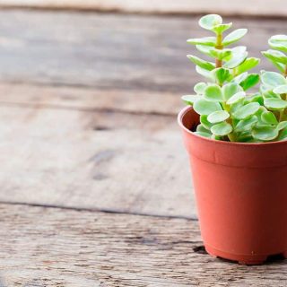 Cómo cuidar el árbol de la abundancia