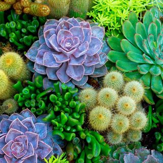 7 plantas ideales para un jardín estilo desértico
