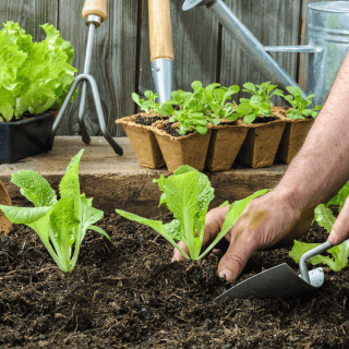 Herramientas básicas para plantar y trasplantar en tu jardín