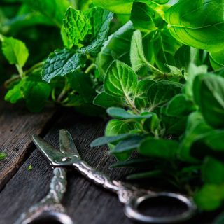 Estas son las plantas que puedes sembrar todo el año