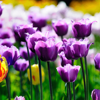 Flores resistentes al sol y el calor