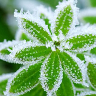 Cuidado de plantas para el invierno