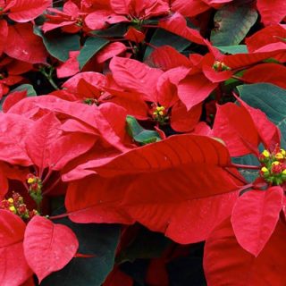 Decoración navideña con noche buenas