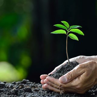 ¿Por qué plantar en tu jardín durante el otoño?