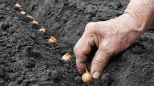 ¿Cómo plantar bulbos y qué necesitas? – The Home Depot Blog