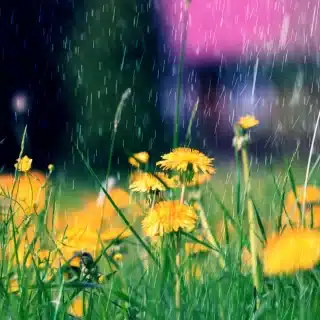 Mantenimiento de jardines