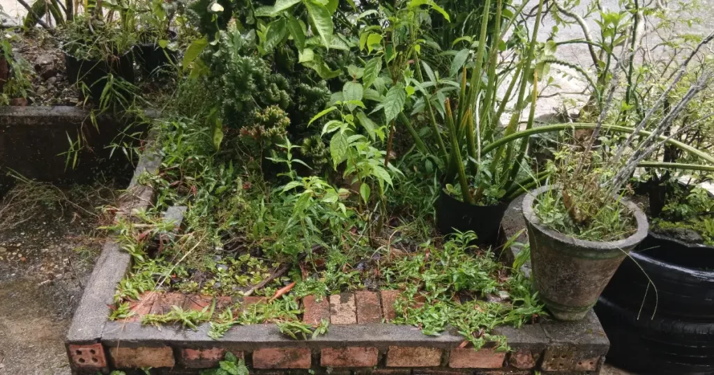 Recuperar el jardín tras las lluvias
