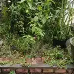 Recuperar el jardín tras las lluvias