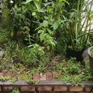 Recuperar el jardín tras las lluvias